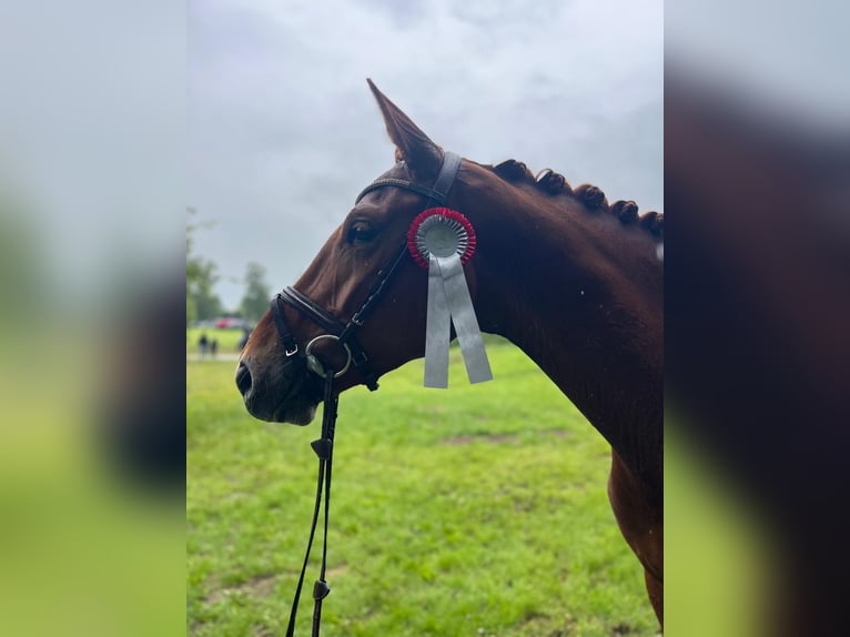 Hanoverian Mare 4 years 17 hh Chestnut-Red in Celle