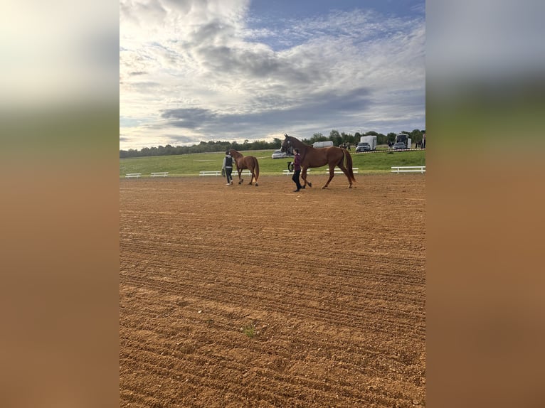 Hanoverian Mare 4 years 17 hh Chestnut-Red in Leipzig