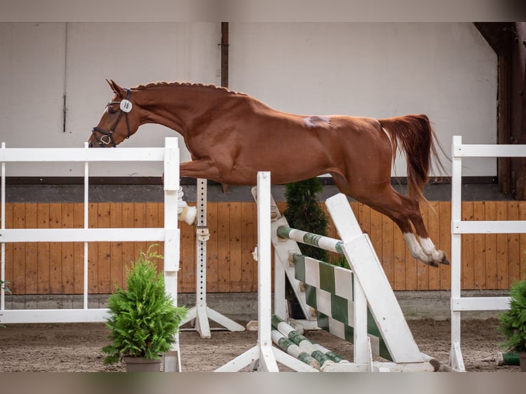 Hanoverian Mare 4 years 17 hh Chestnut-Red in Wald