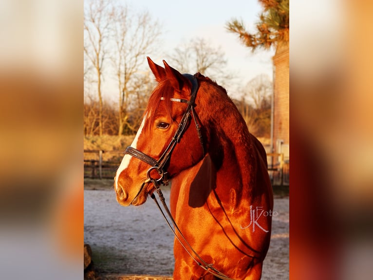 Hanoverian Mare 4 years 17 hh Chestnut-Red in Kempen