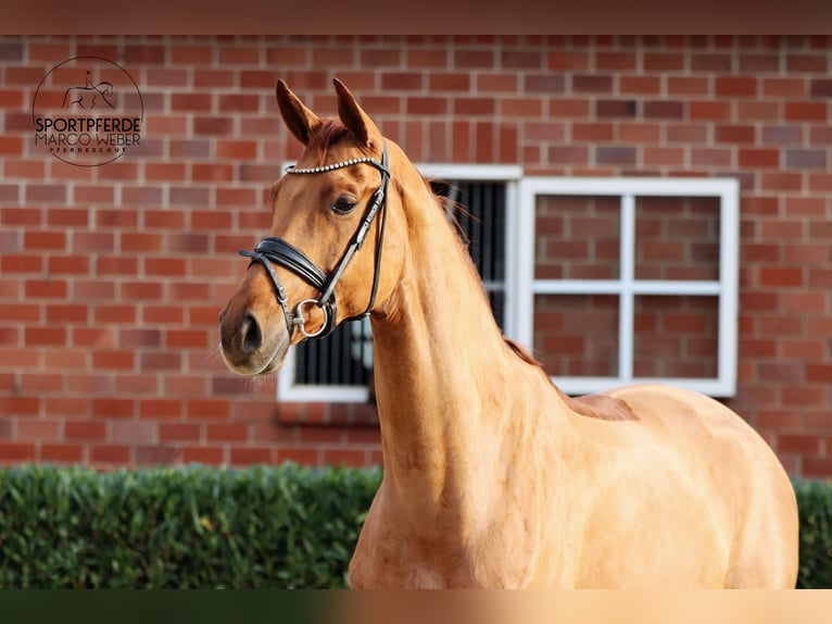 Hanoverian Mare 4 years 17 hh Chestnut-Red in Werl
