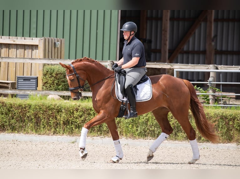 Hanoverian Mare 4 years 17 hh Chestnut-Red in Wurster Nordseeküste