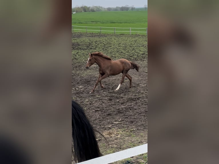 Hanoverian Mare 4 years 17 hh Chestnut-Red in Schashagen