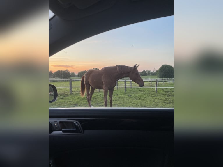 Hanoverian Mare 4 years 17 hh Chestnut-Red in Schashagen