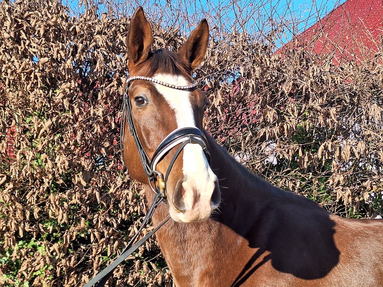 Hanoverian Mare 4 years 17 hh Chestnut in Hanerau-Hademarschen