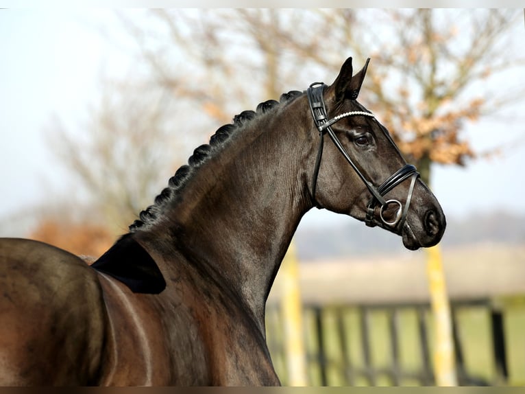 Hanoverian Mare 4 years 17,1 hh Black in DiepholZ