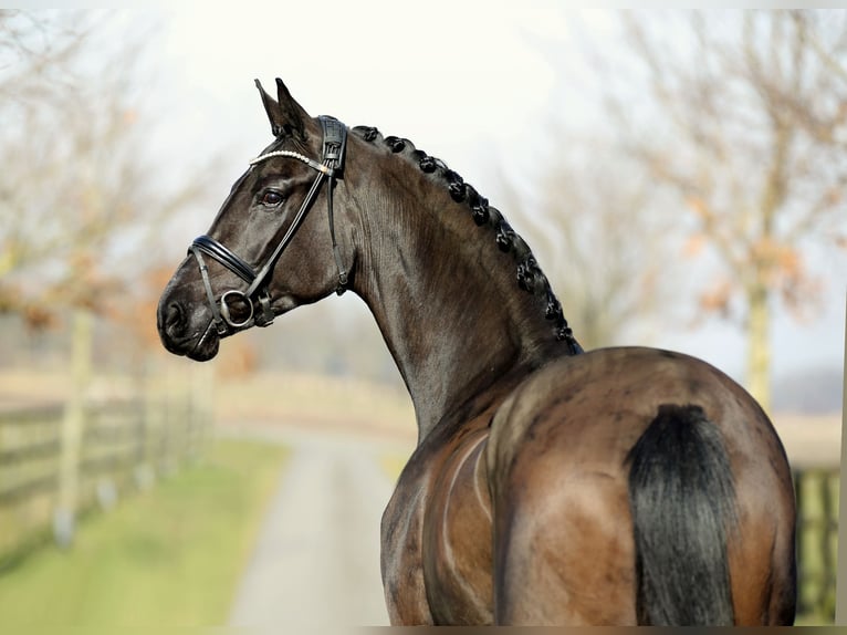 Hanoverian Mare 4 years 17,1 hh Black in DiepholZ