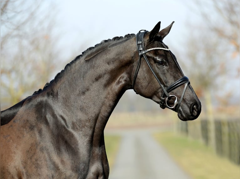 Hanoverian Mare 4 years 17,1 hh Black in DiepholZ