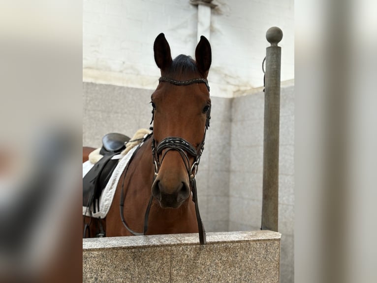 Hanoverian Mare 4 years 17,1 hh Brown in Verden (Aller)