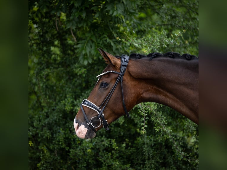 Hanoverian Mare 4 years 17,1 hh Brown in Rosenheim