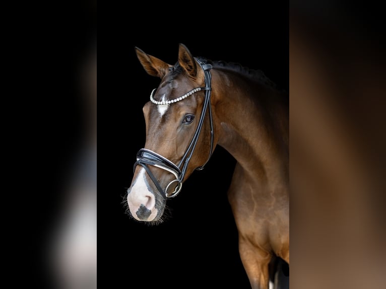 Hanoverian Mare 4 years 17,1 hh Brown in Rosenheim