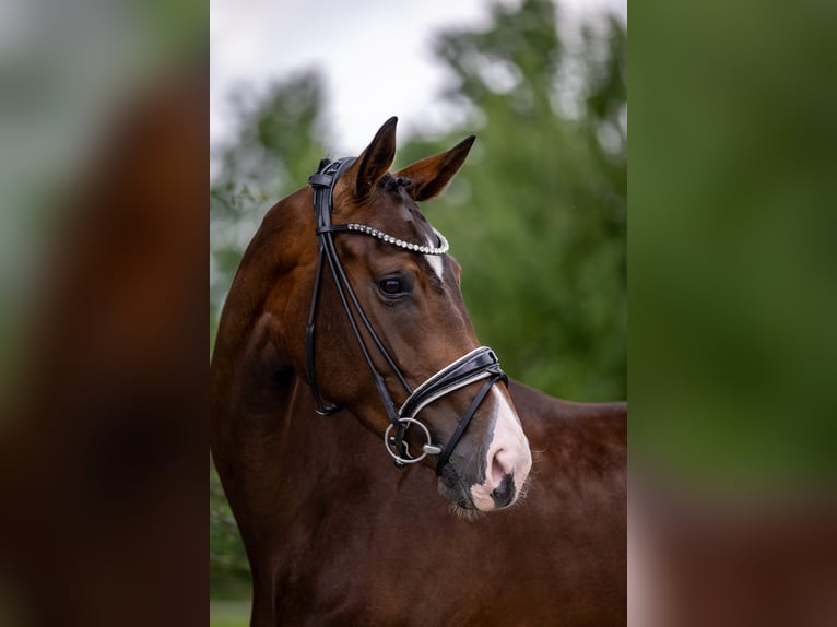 Hanoverian Mare 4 years 17,1 hh Brown in Rosenheim