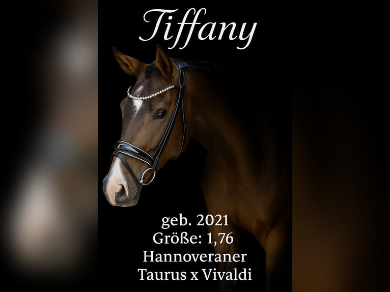 Hanoverian Mare 4 years 17,1 hh Brown in Rosenheim