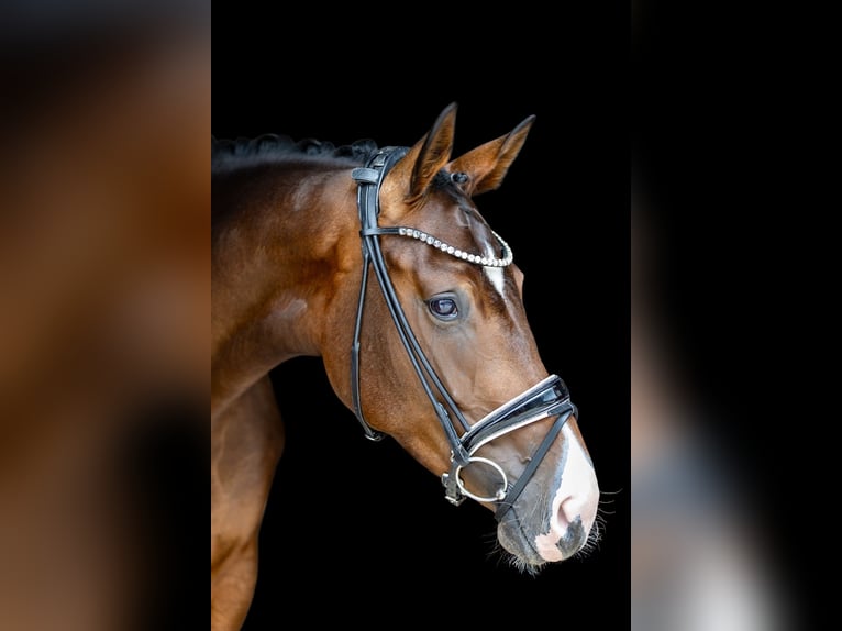Hanoverian Mare 4 years 17,1 hh Brown in Rosenheim