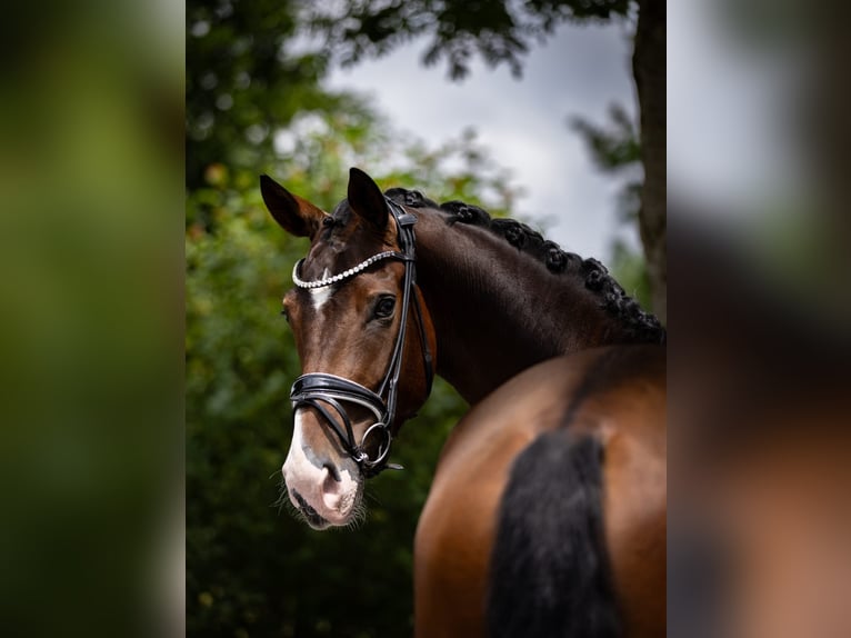 Hanoverian Mare 4 years 17,1 hh Brown in Rosenheim