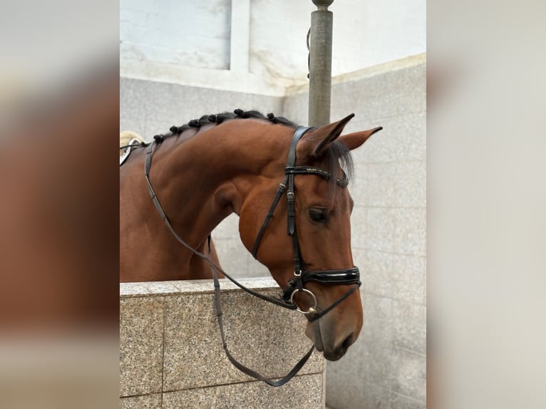 Hanoverian Mare 4 years 17,1 hh Brown in Verden (Aller)