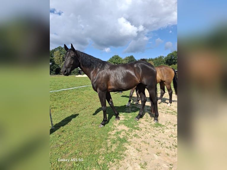 Hanoverian Mare 4 years 17,2 hh Black in Soltau