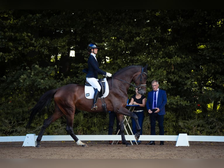 Hanoverian Mare 4 years 17,2 hh Brown in Bad Bentheim