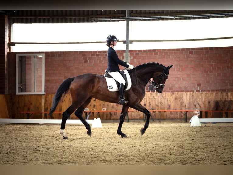 Hanoverian Mare 4 years 17,2 hh Brown in Bad Bentheim