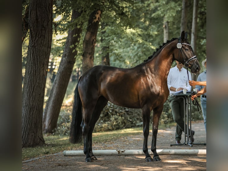 Hanoverian Mare 4 years Bay-Dark in D&#xFC;sseldorf