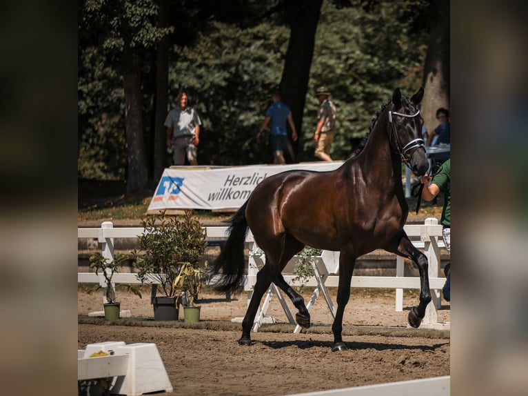 Hanoverian Mare 4 years Bay-Dark in D&#xFC;sseldorf