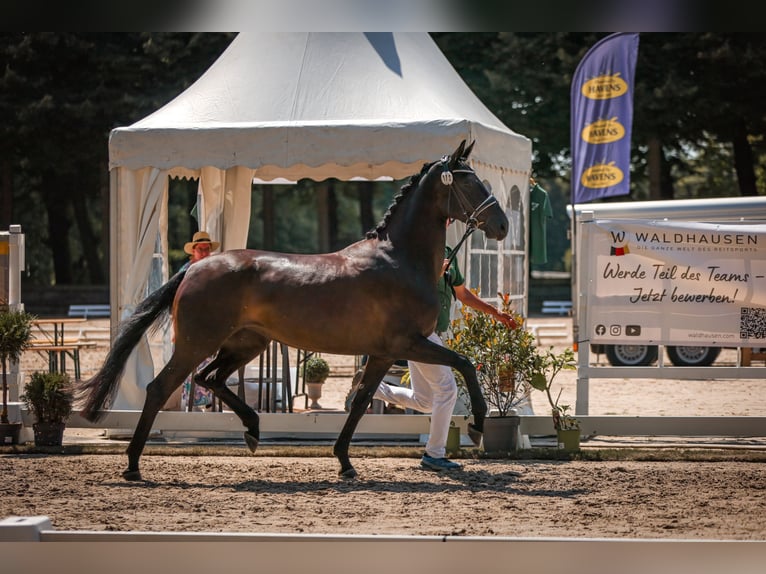 Hanoverian Mare 4 years Bay-Dark in D&#xFC;sseldorf