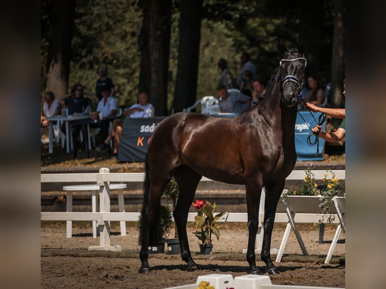 Hanoverian Mare 4 years Bay-Dark in D&#xFC;sseldorf