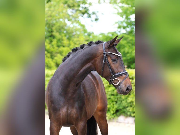 Hanoverian Mare 4 years Bay-Dark in Meinersen Hanoverian Mare 4 years Bay-Dark in Meinersen