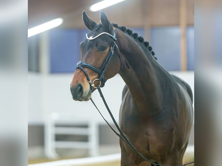 Hanoverian Mare 4 years Bay-Dark in Münster-Handorf