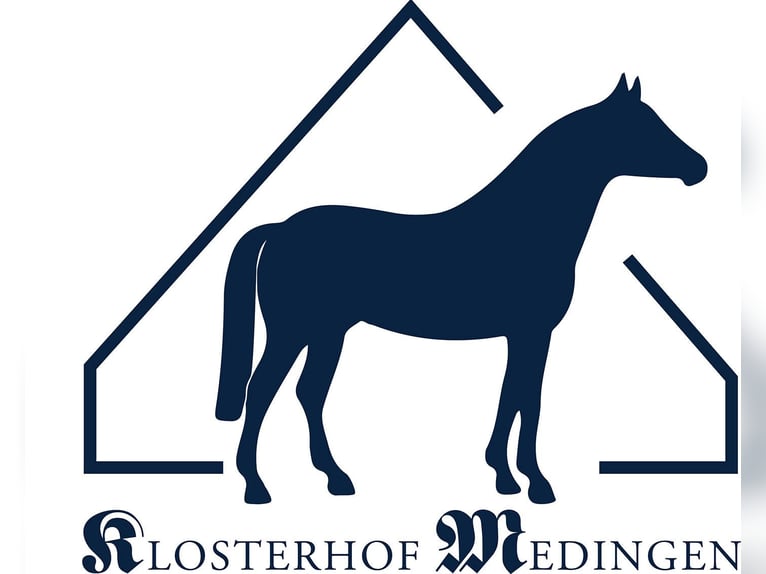 Hanoverian Mare 4 years Black in Bad Bevensen