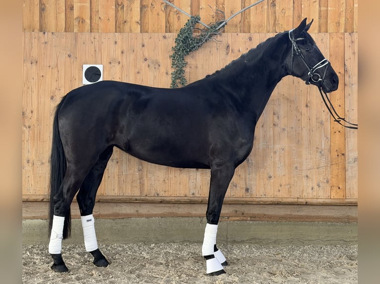 Hanoverian Mare 4 years Black in Riedlingen