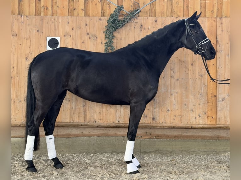 Hanoverian Mare 4 years Black in Riedlingen