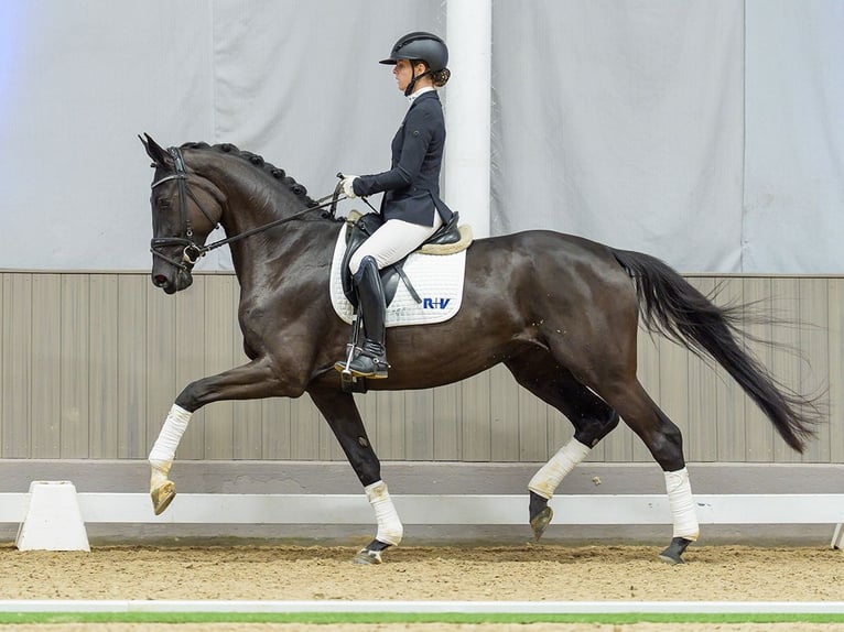 Hanoverian Mare 4 years Black in Münster-Handorf