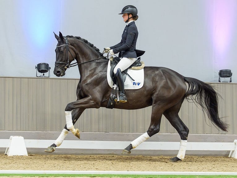 Hanoverian Mare 4 years Black in Münster-Handorf