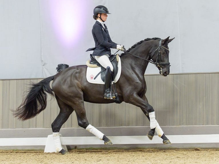 Hanoverian Mare 4 years Black in Münster-Handorf