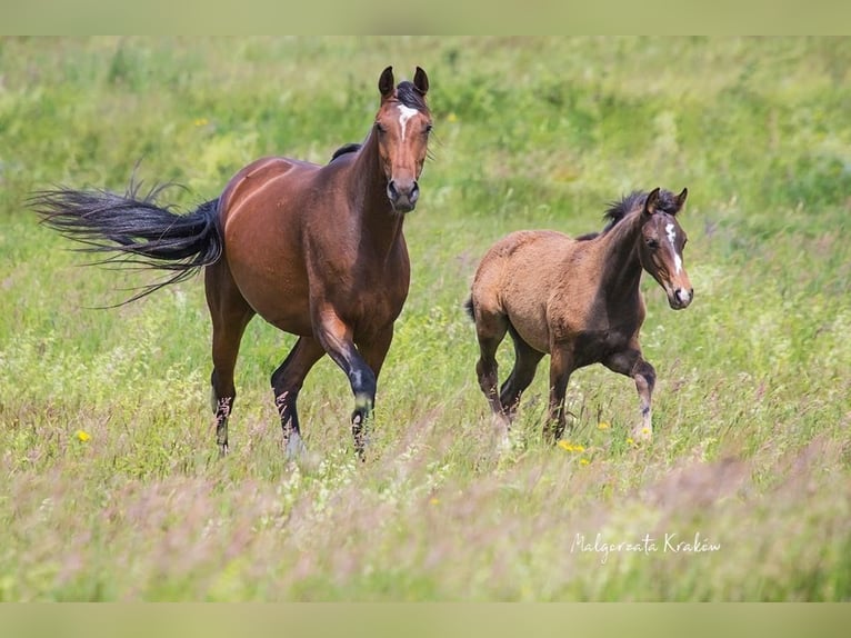 Hanoverian Mare 4 years Brown in Jedwabno