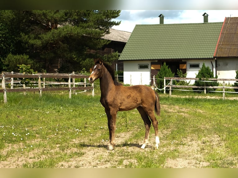 Hanoverian Mare 4 years Brown in Jedwabno