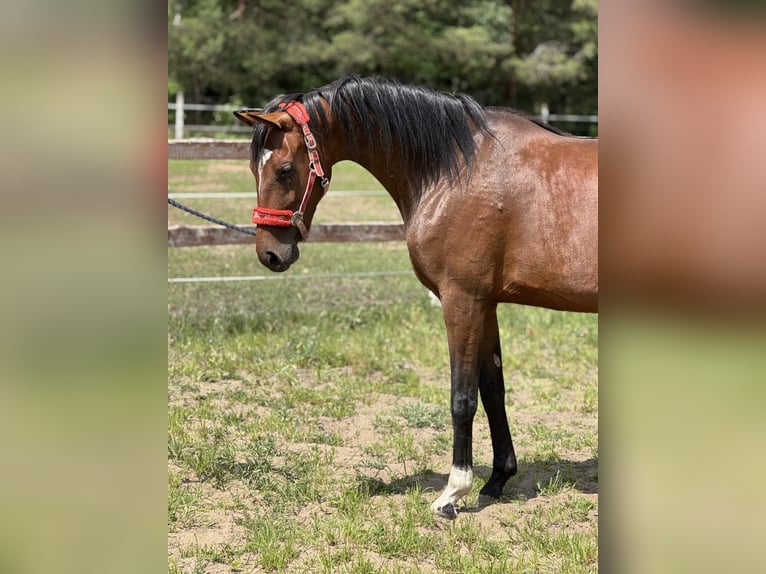 Hanoverian Mare 4 years Brown in Jedwabno