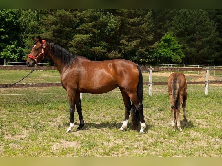 Hanoverian Mare 4 years Brown in Jedwabno