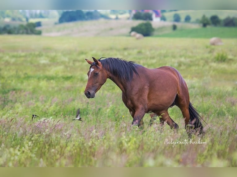 Hanoverian Mare 4 years Brown in Jedwabno