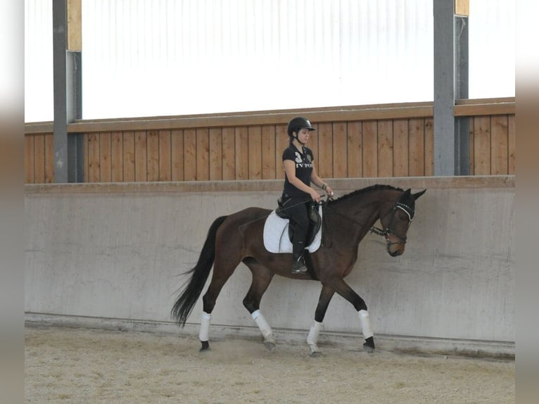 Hanoverian Mare 4 years Brown in Wellheim