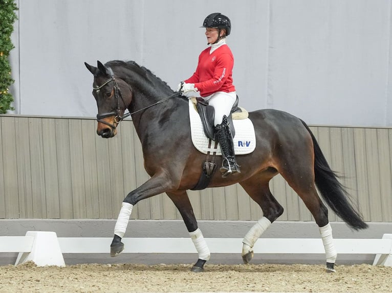 Hanoverian Mare 4 years Brown in Münster-Handorf