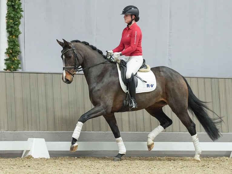 Hanoverian Mare 4 years Brown in Münster-Handorf