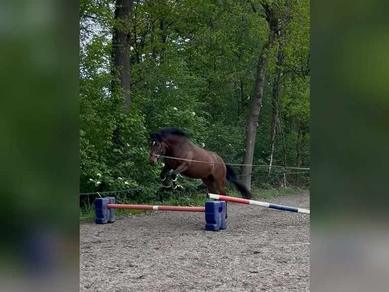 Hanoverian Mare 4 years Brown in OstercappelnOstercappeln