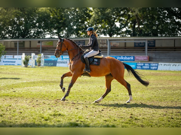 Hanoverian Mare 4 years Brown in Elmlohe