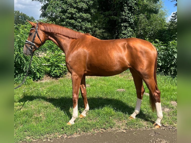 Hanoverian Mare 4 years Chestnut-Red in Nienhagen Hanoverian Mare 4 years Chestnut-Red in Nienhagen