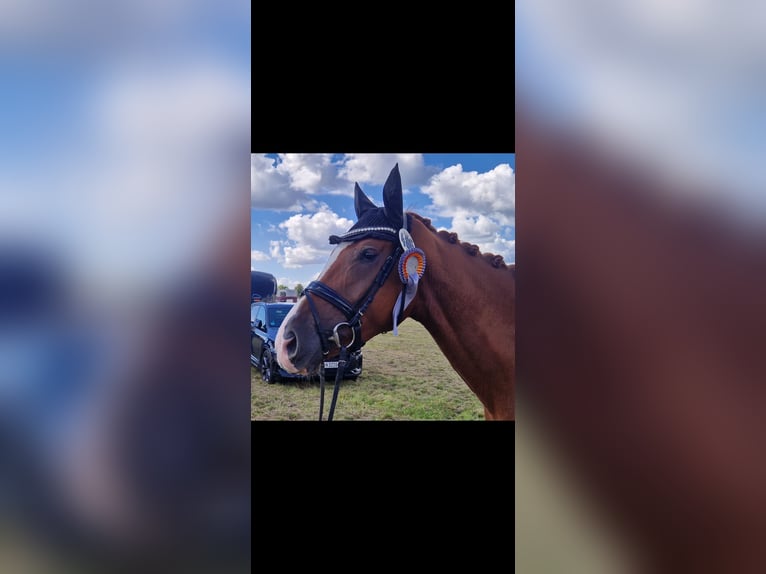 Hanoverian Mare 4 years Chestnut-Red in Nienhagen Hanoverian Mare 4 years Chestnut-Red in Nienhagen