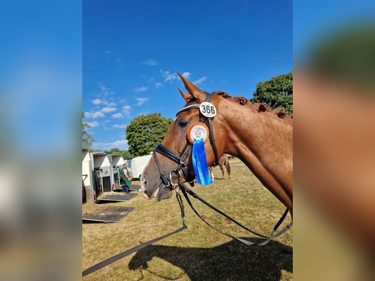 Hanoverian Mare 4 years Chestnut-Red in Nienhagen Hanoverian Mare 4 years Chestnut-Red in Nienhagen