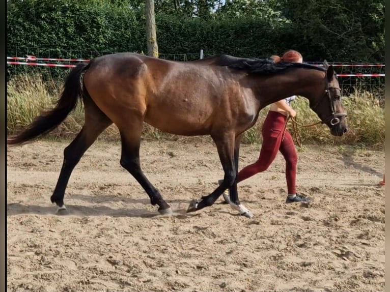 Hanoverian Mare 4 years in Magdeburg