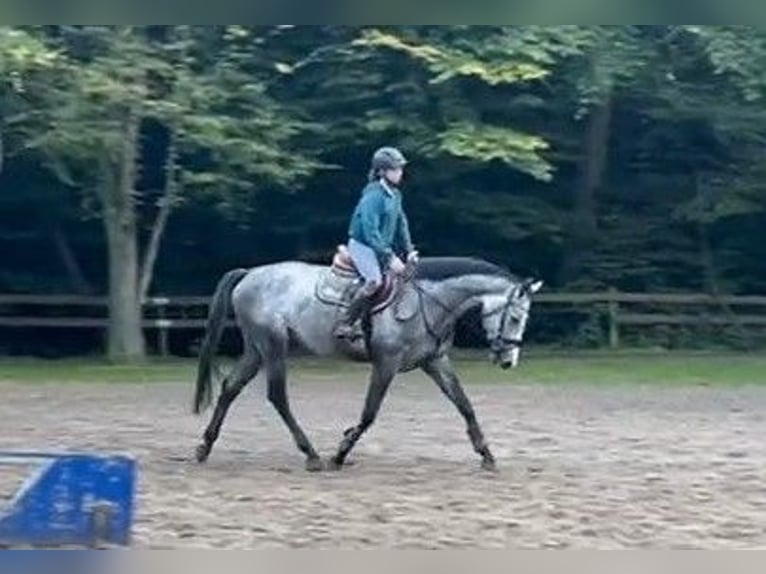 Hanoverian Mare 4 years Gray-Dapple in Braunschweig